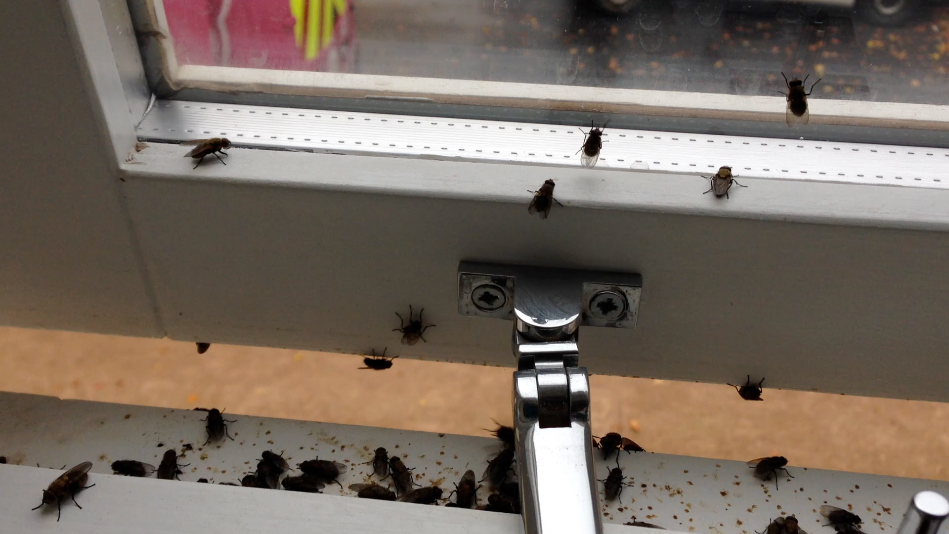 Cluster flies on window