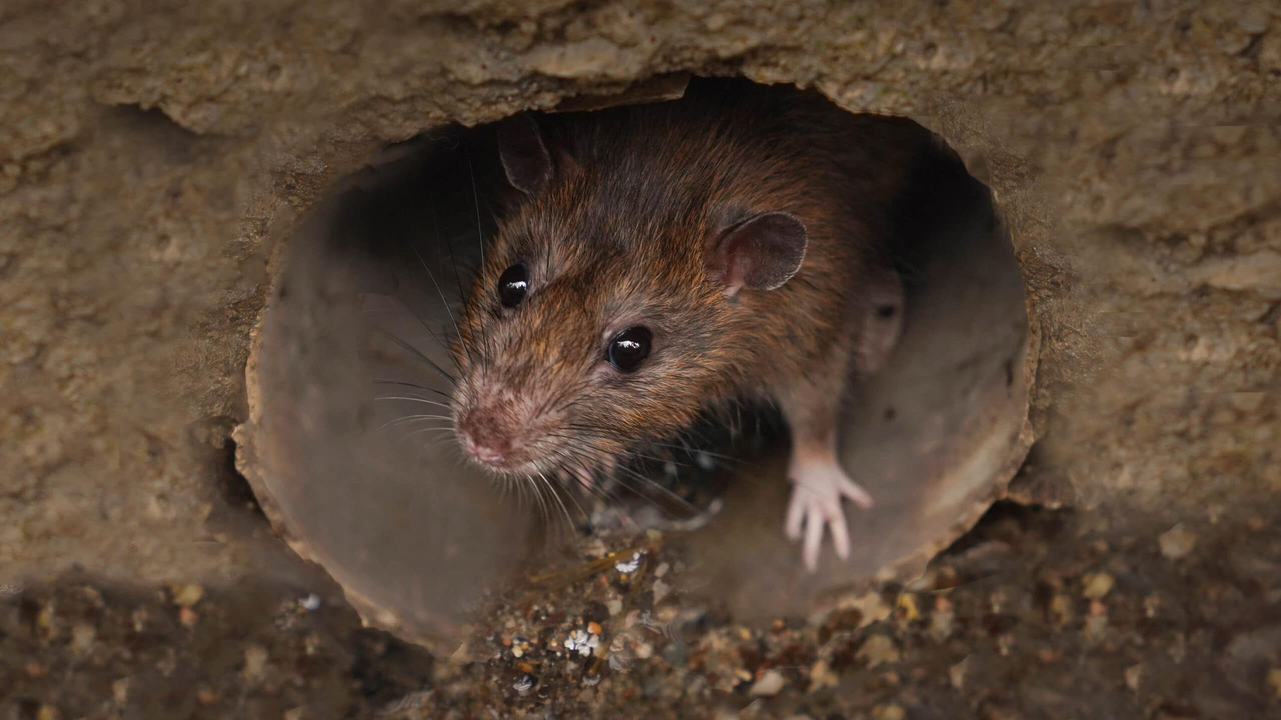close up of a brown rat in a drain pipe