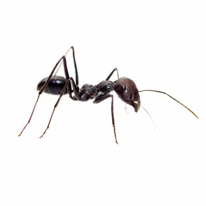 close up of a black ant