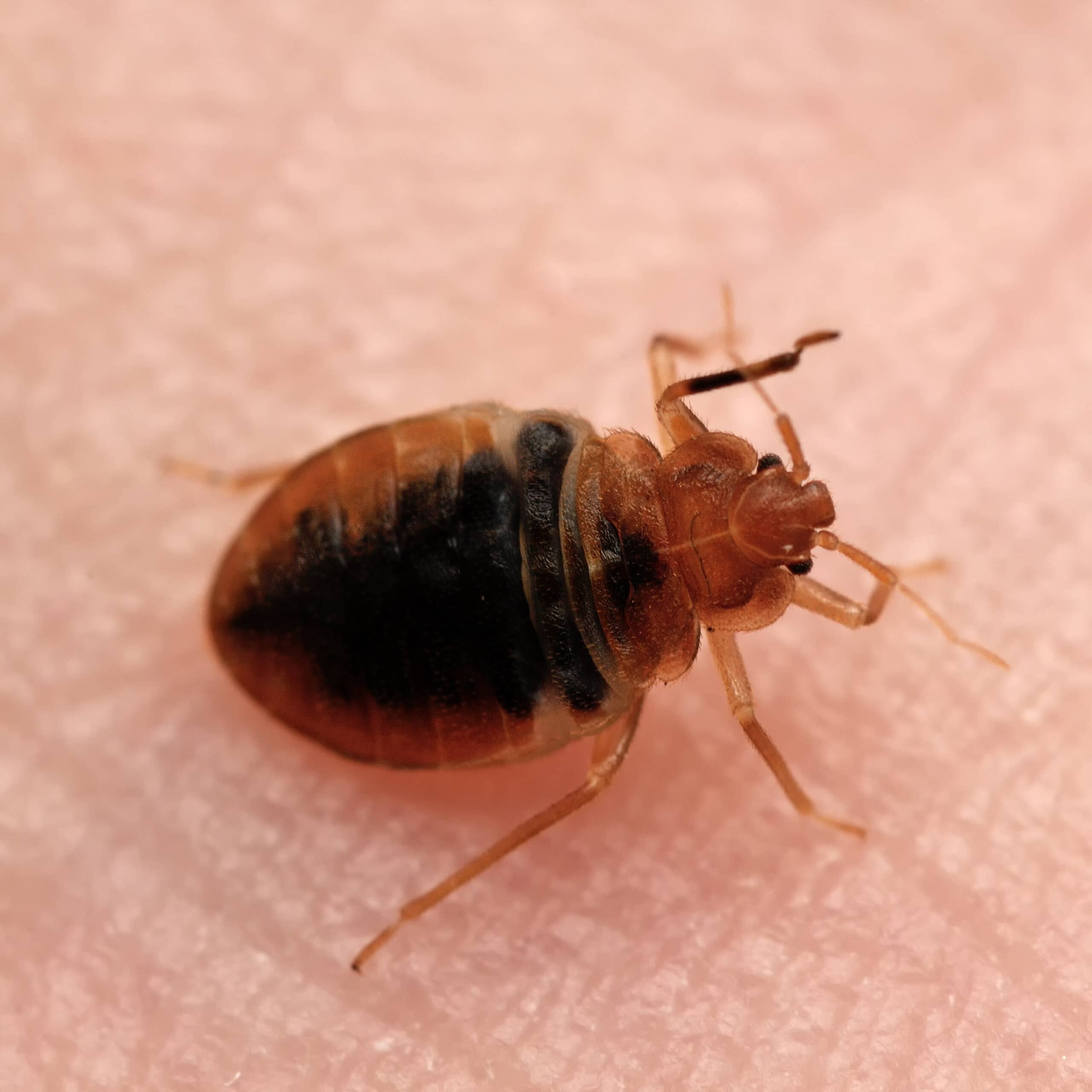 bed bug on human skin