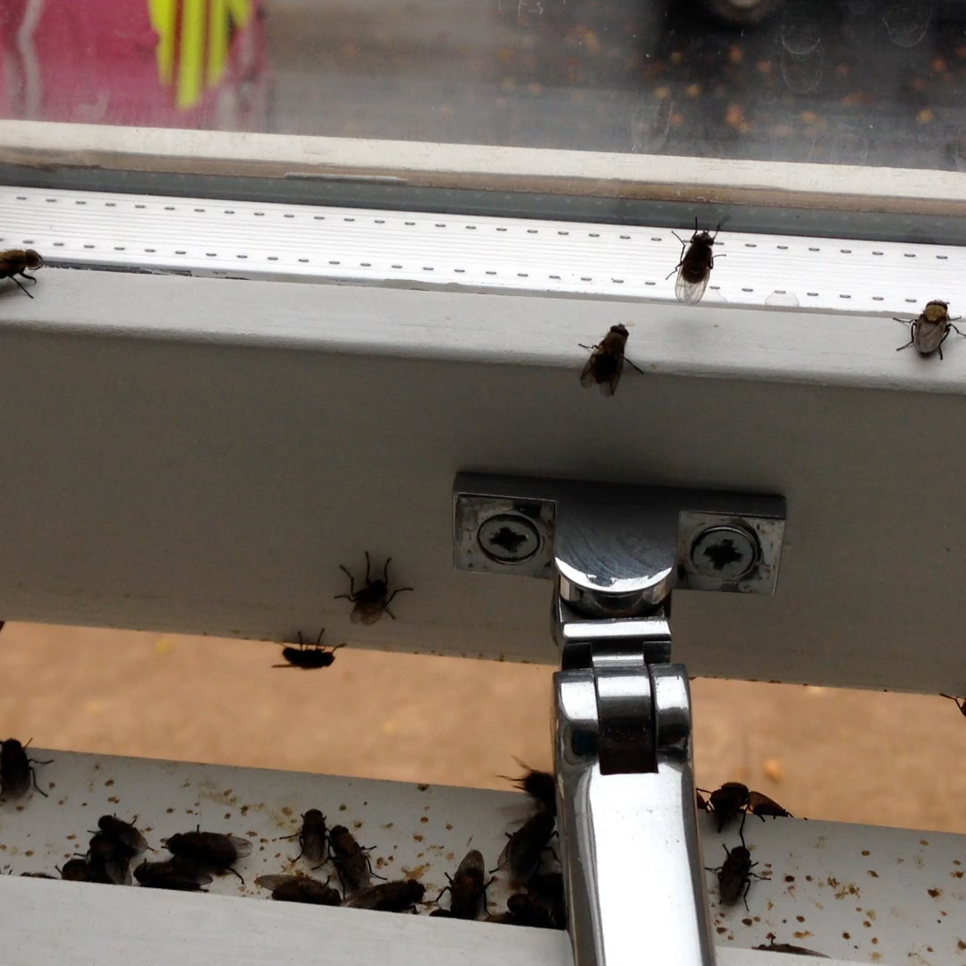 cluster fly infestation on a window