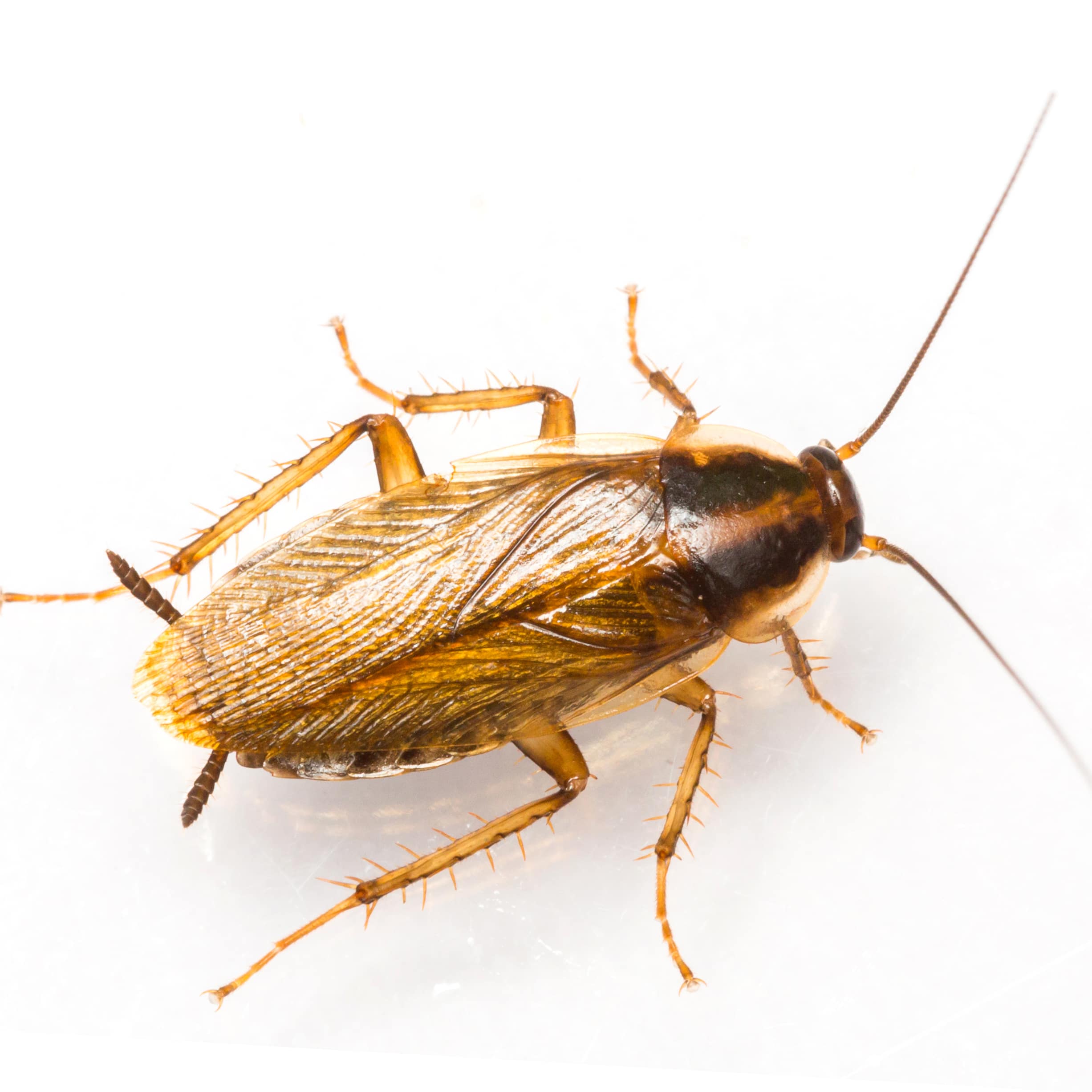 close up of a cockroach