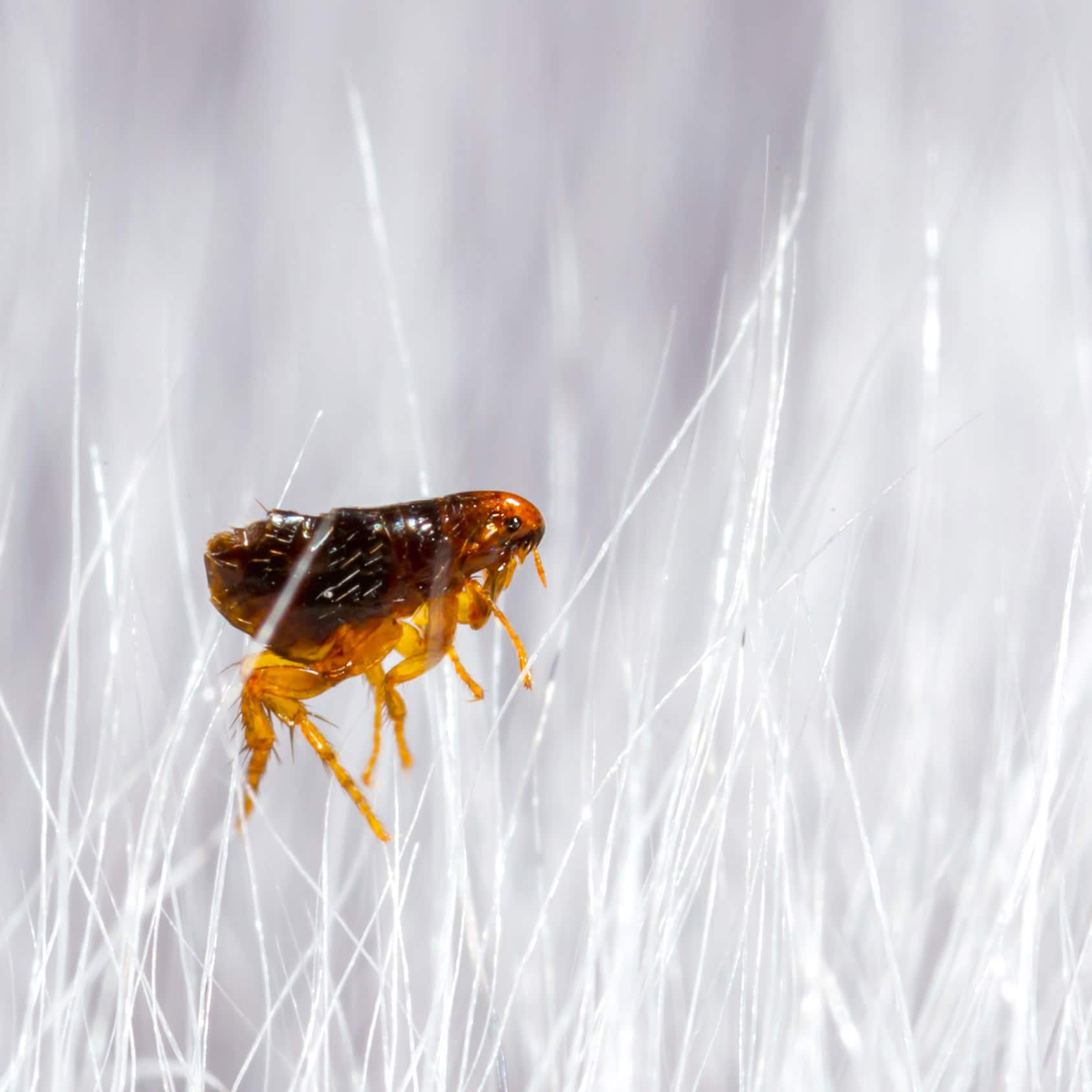 close up of a flea in a carpet