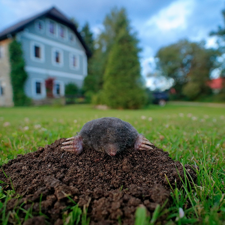 mole in a garden
