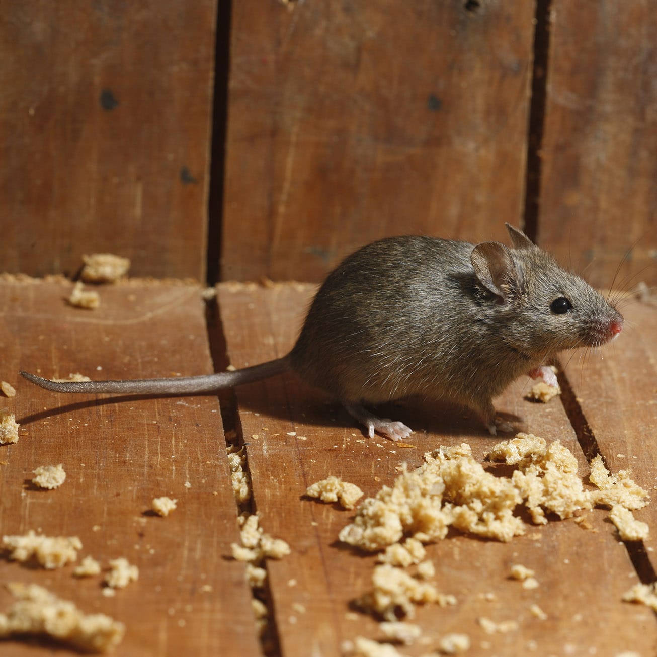 a house mouse with breadcrumbs