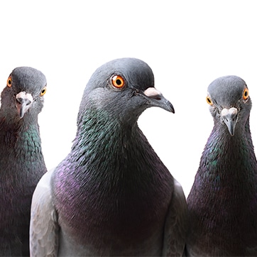 pigeon infestation