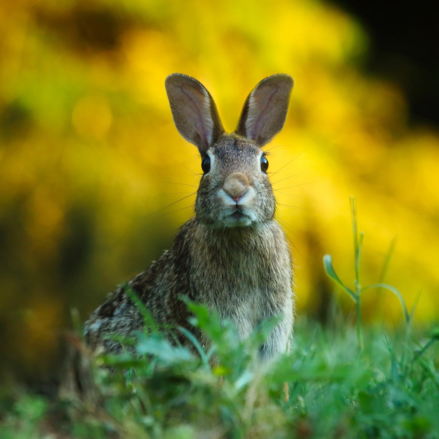 rabbit infestation in a garden