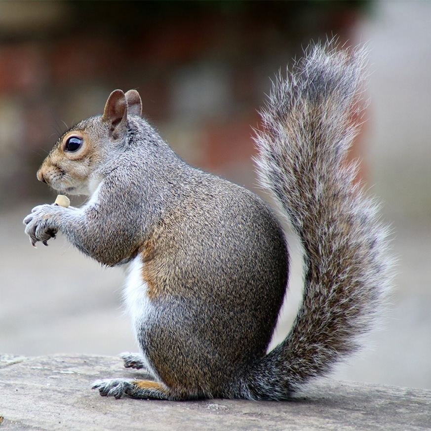 grey squirrel