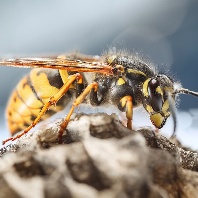 close up of a wasp