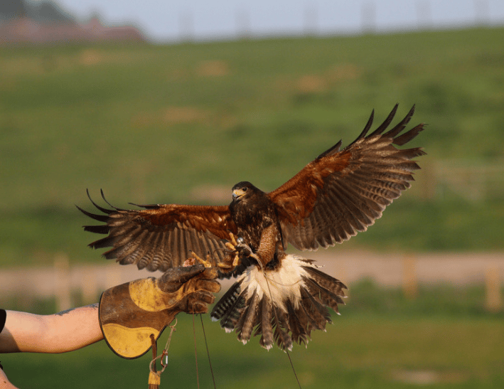 bird of prey being flown as part of a falconry bird proofing service