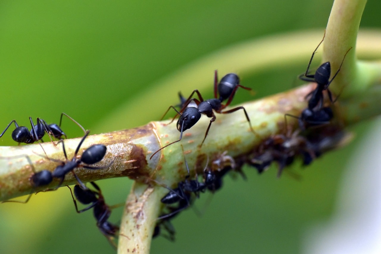 Black ants working together to find food