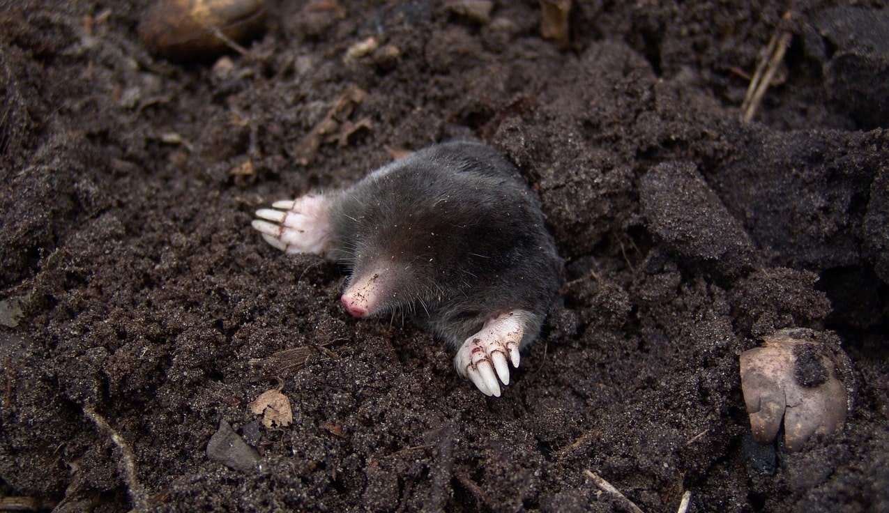 Mole control service in Newbury by Countrywide Pest Control