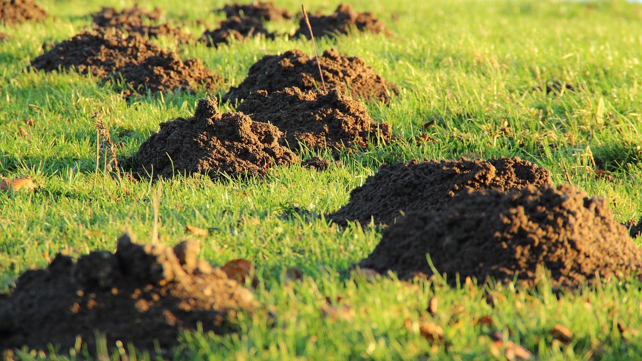 Multiple molehills found on a commercial properties lawn