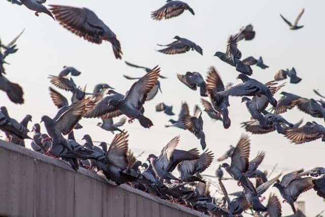 A flock of pigeons, some in flight and others standing on the roof of a commercial building.