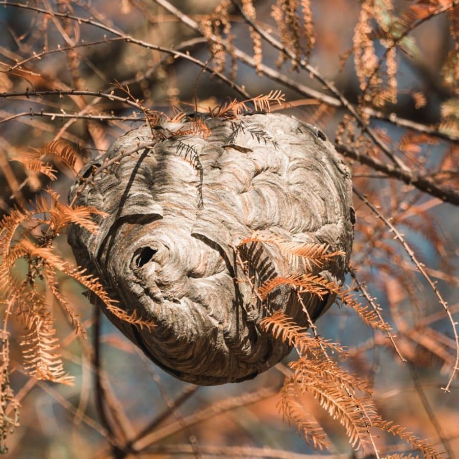 A wasp nest in a tree in autumn