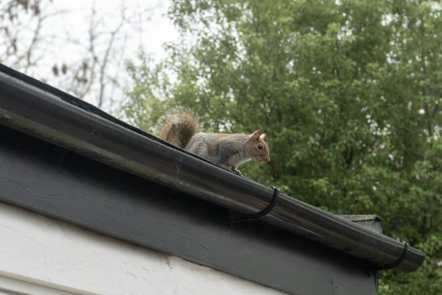 Grey squirrel on a roof